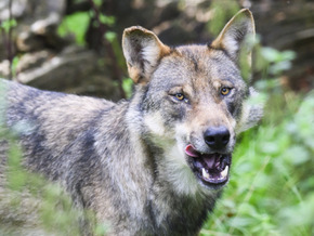 Puezalm in Gröden: Wolf reißt 40 Schafe 