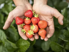 Ernte von Beeren und Steinobst hat begonnen