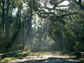 Kontinent voller Bäume wäre zu wenig für CO2-Ausgleich