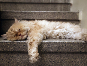 Katzen sind bevorzugt Linksschläfer
