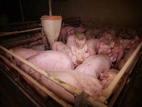 Schweinezucht auf dem Vollspaltenboden bleibt qualvoll