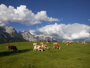 Wandern zwischen Weidevieh und Herdenschutzhunden