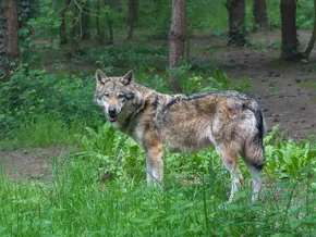 Bauernbund begrüßt neues Wolfsgesetz