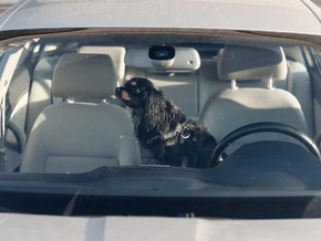 „Darf ich die Scheibe einschlagen, um den Hund zu retten?“