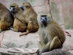 Geplante Pavian-Tötungen: Tierschützer ketten sich im Zoo an