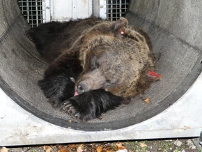 Problembärin Gaia in Schwarzwald-Bärenpark angekommen