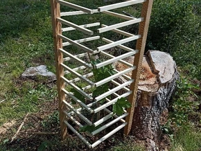 Kleine Bäume, großer Schutz