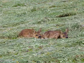 Mehr Drohnen für den Tierschutz