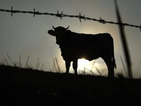 Mann in Vorarlberg von Stier attackiert und verletzt