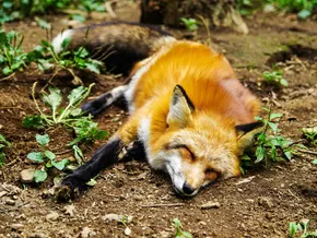 Tierschützer warnen vor Rattengift Alpha-Chloralose