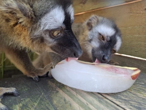 Alarmstufe Eis: Ungewöhnliche Abkühlung in Roms Zoo