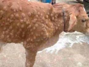 Lumpy-Skin-Fälle in Italien