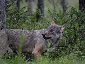 Wolf in Osttirol nach Abschussverordnung erlegt