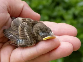 Jungvögel am Boden: Vertraut nicht eurem Impuls
