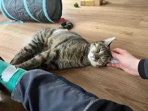 Die fünf häufigsten Irrtümer in der Katzenhaltung
