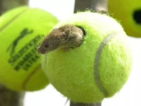 Wimbledon-Bälle als Lebensraum für bedrohte Mäuse