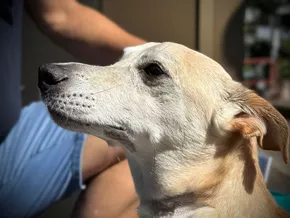 Zweimal von einer Viper gebissen: Hund entgeht nur knapp dem Tod