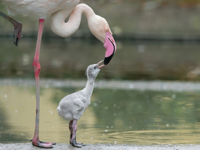 Nachwuchs bei den Rosa Flamingos in Schönbrunn