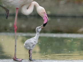 Nachwuchs bei den Rosa Flamingos in Schönbrunn