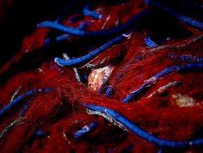 Klimawandel bedroht Fischbestände im Mittelmeer