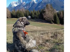 Giftköder verhängnisvoll für Wild und Haustiere