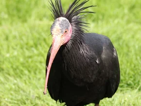 Waldrapp in Salzburg von Golfball tödlich getroffen