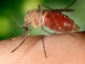 West-Nil-Virus: 82-jährige Frau im Latium verstorben