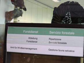 Toter Wolf in Marinzen: Ursache jetzt bekannt