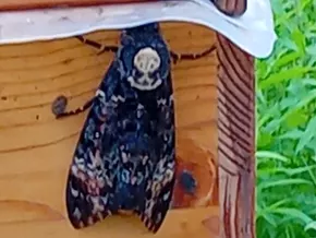 Totenkopfschwärmer fasziniert – Reise ohne Wiederkehr