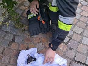 Mutiger Einsatz für Samtpfote 