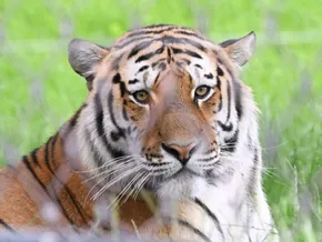 Pfleger im Zoo von Jerusalem von Tiger getötet
