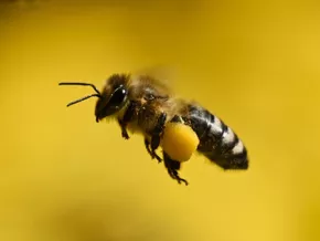 Bienenstände: Landesregierung ändert Richtlinien ab