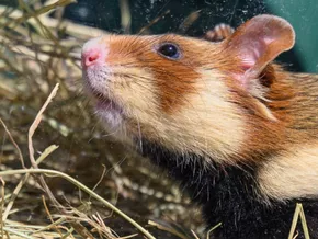 Hamster steckte mit Po fest: Feuerwehreinsatz in München