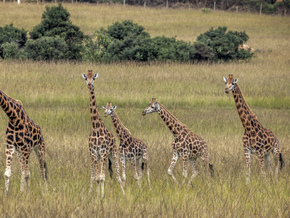 Es gibt nun offiziell vier verschiedene Giraffenarten