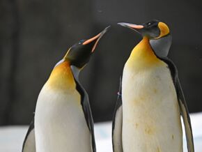 Pinguine in der Antarktis langfristig bedroht