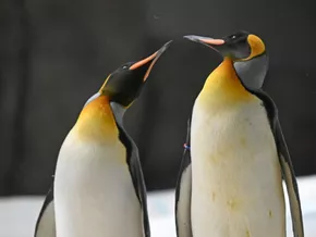 Pinguine in der Antarktis langfristig bedroht