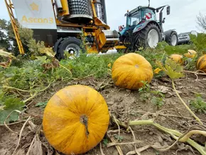 Steirisches Kürbiskernöl trotz geringerer Ernte gesichert