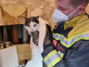 Eingeklemmte Katze aus Wand hinter Toilette gerettet