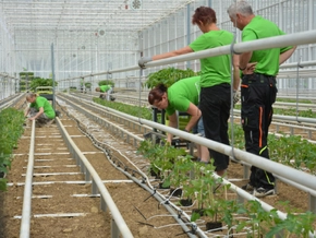 Weiteres großes Glashausprojekt für Gemüse in Oststeiermark