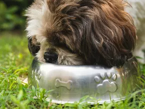 Warum ihr euern Hund vielleicht vegan ernähren solltet