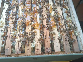 Bienenzuchtsektor: Richtlinien für Beihilfen genehmigt