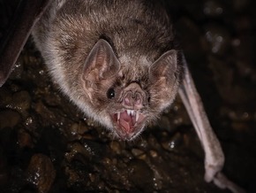 Von wegen Monster: Die Wahrheit über Vampirfledermäuse