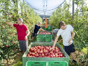 Apfelernte in Steiermark und NÖ dürfte gut werden