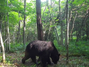 Von Braunbär verschleppter Wanderer in Japan tot gefunden