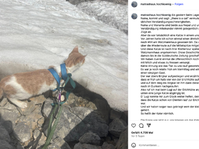Ein kleiner Kater wollte hoch hinaus – VIDEO