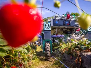 Deutscher KI-Ernteroboter hilft Erdbeeren klauben