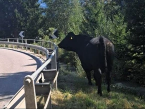 Ausgebrochener Stier und Feuerwehr liefern sich wilde Verfolgungsjagd