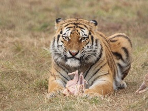 Dänischer Zoo bittet um Haustiere als Futter-Spenden