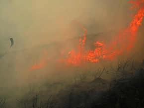 10.000 Quadratkilometer durch Waldbrände in der EU zerstört