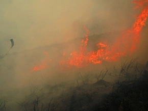 10.000 Quadratkilometer durch Waldbrände in der EU zerstört